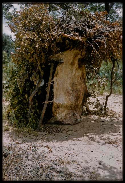 Leafy skerm with animal skin fastened across its entrance