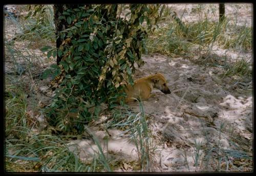 Dog lying in the shade of a tree