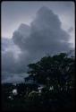 Trees with cloudy sky