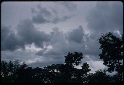 Trees with cloudy sky