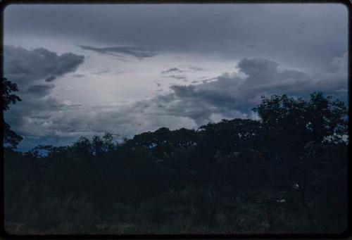 Trees with cloudy sky