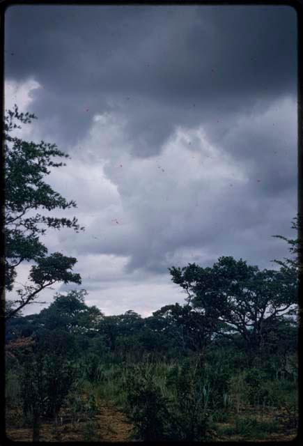 Grass and trees with cloudy sky