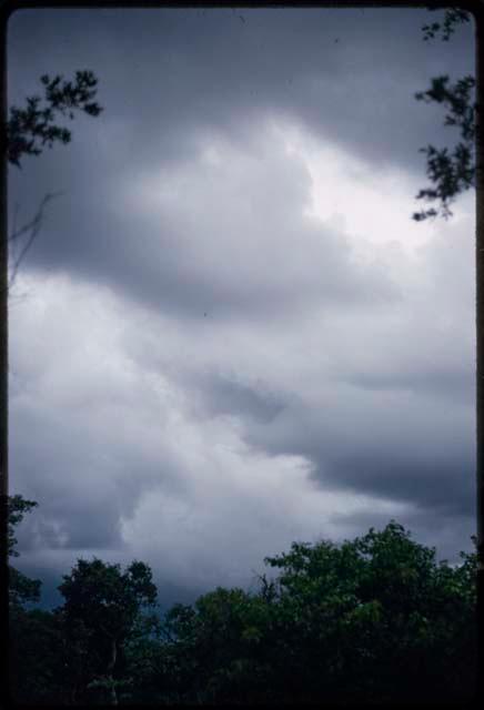 Trees with cloudy sky