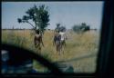 Three men walking, seen from a car