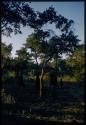 Women and children walking through grass