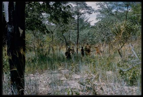 Group of people gathering mangetti nuts, seen from a distance