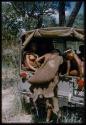 Person climbing into the back of Jeep with a bag of mangetti nuts, with other people sitting inside