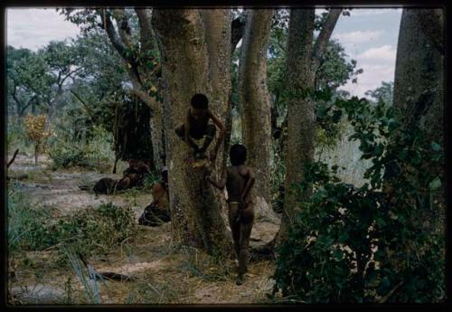 Boys playing on a tree