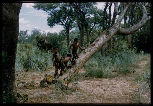 Boys playing on a tree