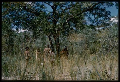 Group of people standing under a tree to gather mangetti nuts, seen from behind