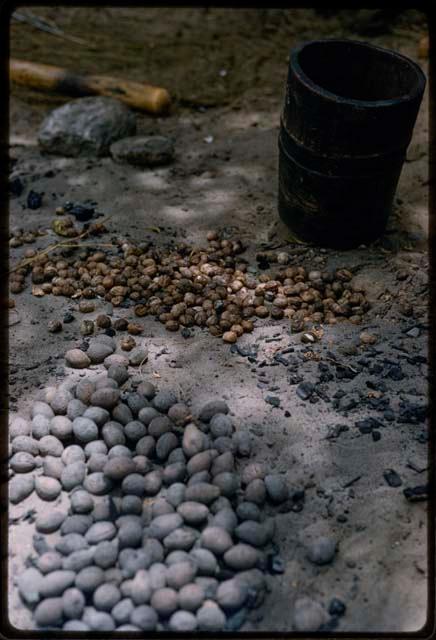 Pile of mangetti nuts, nut meats, and a mortar