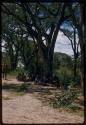 Group of people sitting under trees