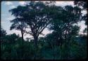 Group of people sitting in the grass under trees