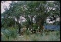 Expedition members (including John Marshall) at the camp kitchen from a distance