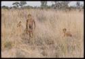 Children in long grass