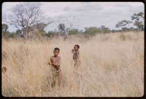 Two boys with a handful of grass in long grass