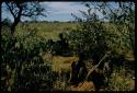 Four men digging for poison grubs