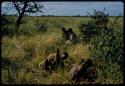 Four men digging for poison grubs