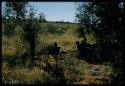 Four men digging for poison grubs