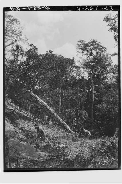 Chopping ramon trunk - observatory group