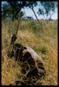 Man squatting in the grass with a digging stick