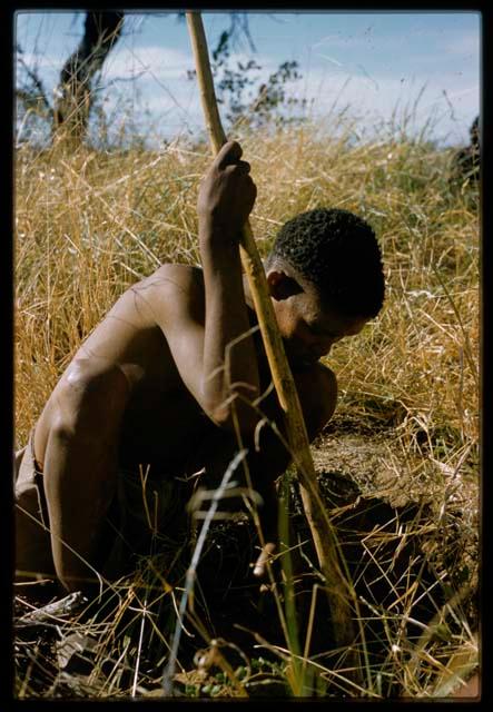 Man squatting in the grass with a digging stick