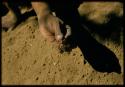 Man's hand holding a poison grub