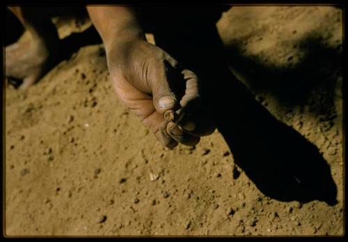 Man's hand holding a poison grub