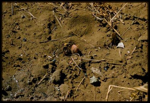 Grub lying on the ground