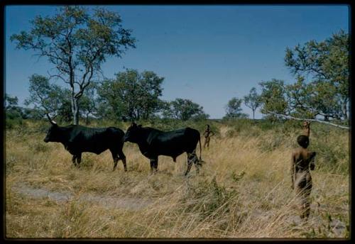 Boys and two black cattle