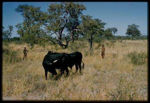 Boys and two black cattle