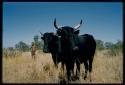 Boy and two black cattle