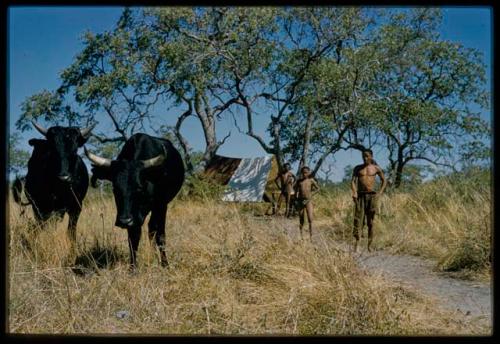 Two black cattle, with two boys, a man, and a tent in the background