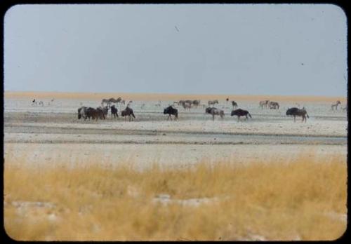 Wildebeest and zebra herds