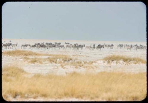 Herd of zebras