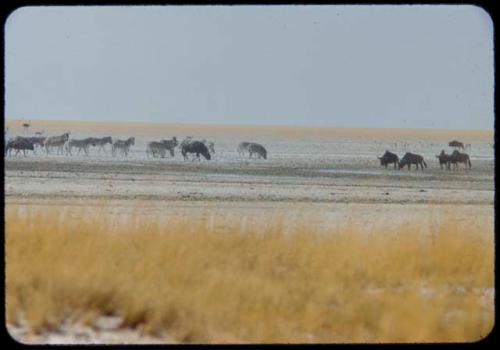 Wildebeest and zebra herds