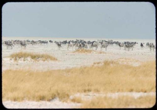 Wildebeest and zebra herds