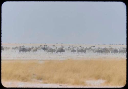 Large herd of wildebeest, with zebras and ostriches in the background