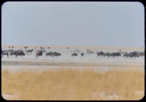 Large herds of wildebeest, with zebras and ostriches in the background