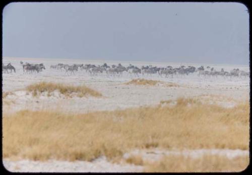 Large herds of wildebeest, with zebras and ostriches in the background