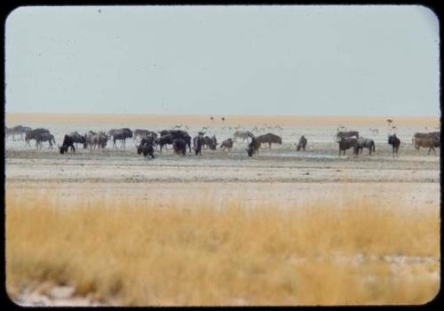 Wildebeest drinking in a pool, with springbok and ostriches nearby