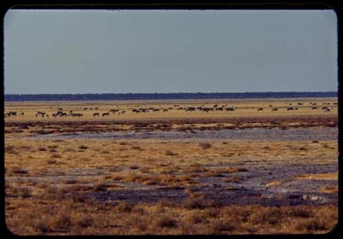 Herds of animals grazing at the edge of Etosha Pan