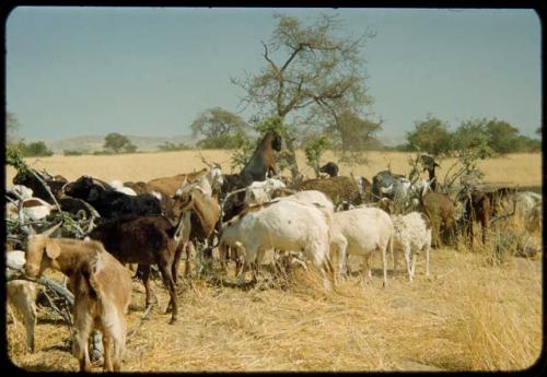 Herd of goats grazing