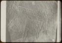 Petroglyph of a giraffe and an eland