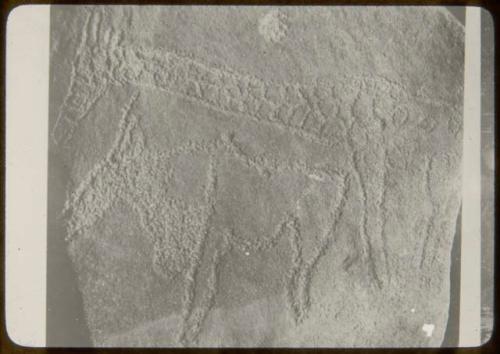 Petroglyph of a giraffe and an eland