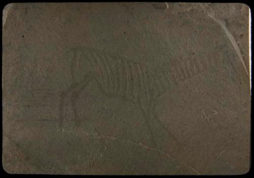 Petroglyph of a zebra