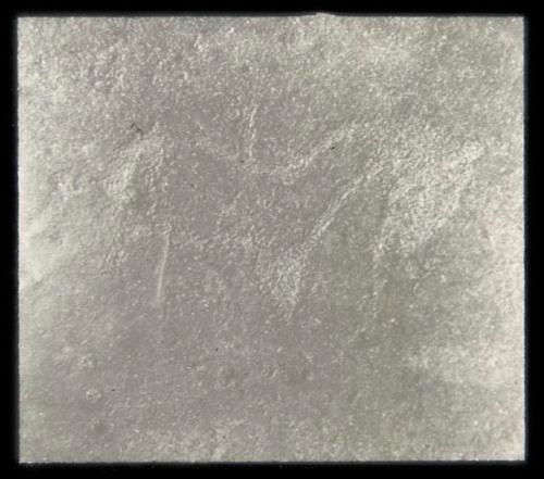 Petroglyph of a horse