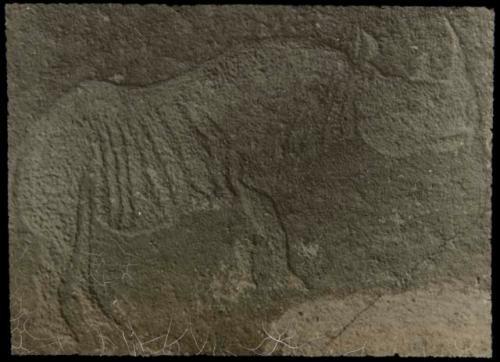 Petroglyph of a rhino