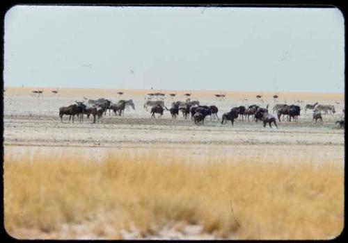 Herds of animals at the drinking pool at Etosha Pan, including wildebeest, springbok and ostriches