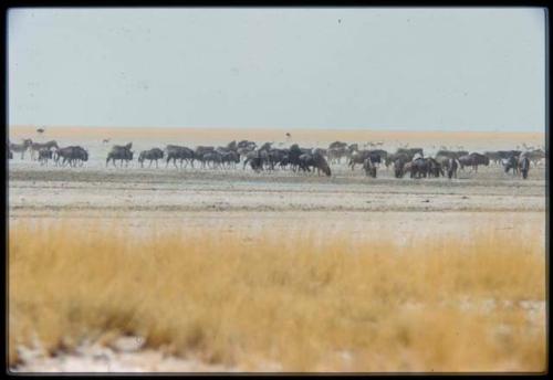 Herds of wildebeest, springbok and ostriches at Etosha Pan